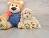 7 week old Poodle Puppy For Sale - Puppy Love PR