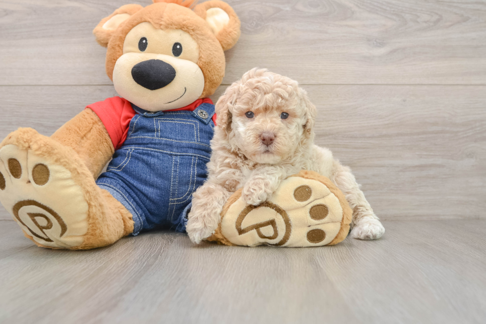 Funny Poodle Baby