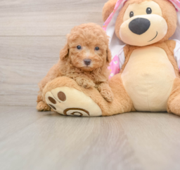 6 week old Poodle Puppy For Sale - Puppy Love PR