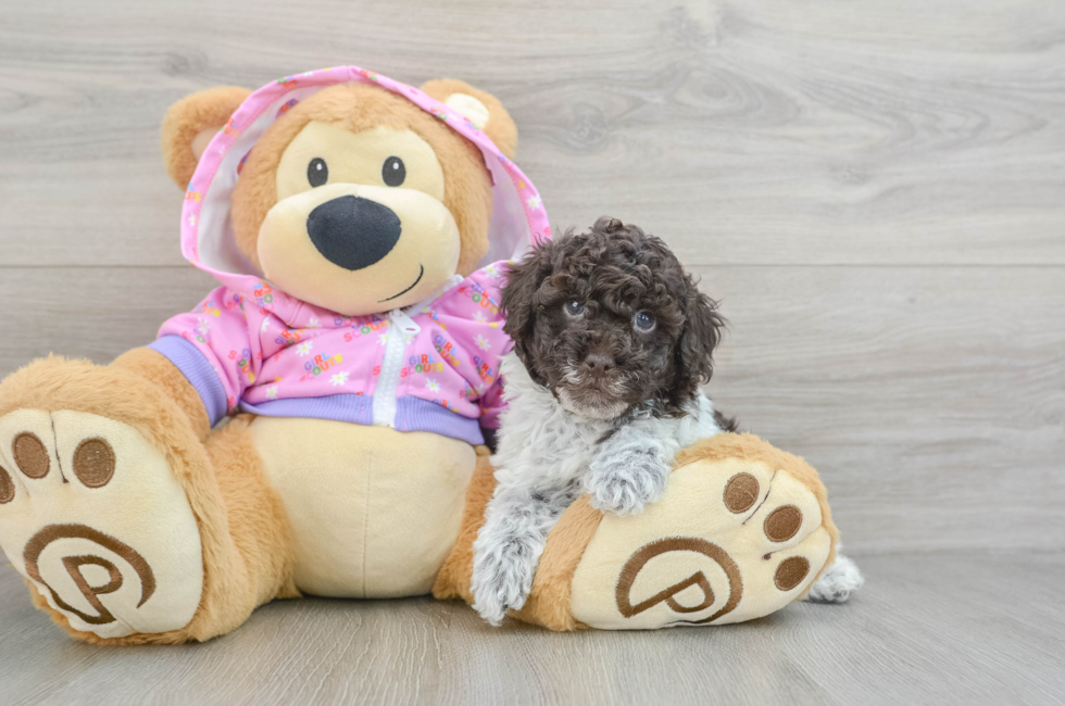 6 week old Poodle Puppy For Sale - Puppy Love PR