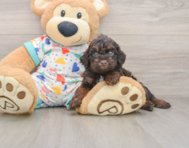 5 week old Poodle Puppy For Sale - Puppy Love PR