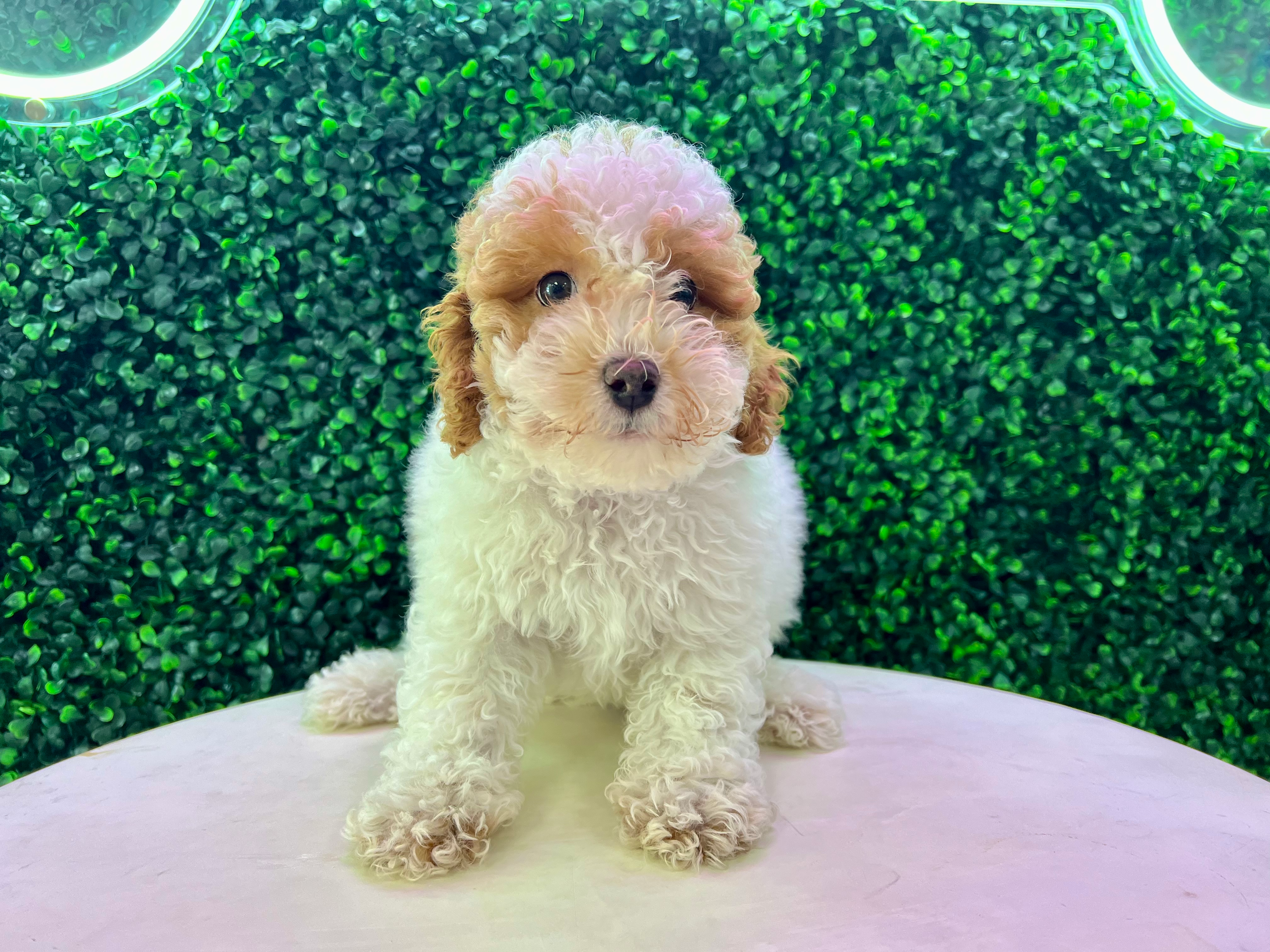 Cute Pudle Purebred Puppy