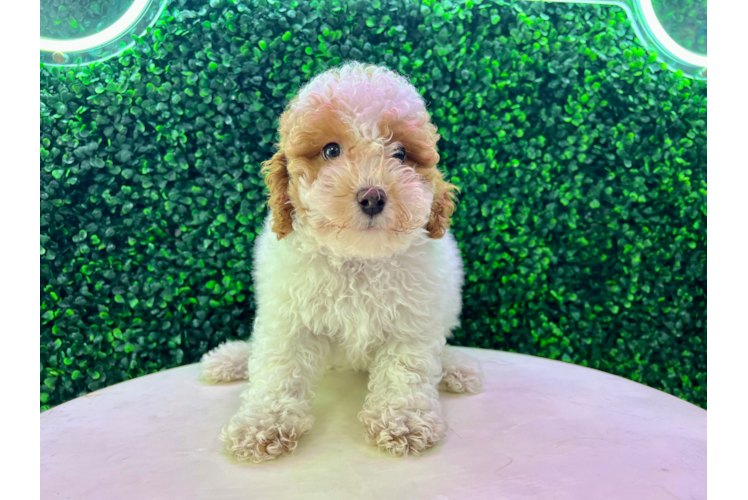 Meet Norm - our Poodle Puppy Photo 1/5 - Puppy Love PR Cute Pudle Purebred Puppy