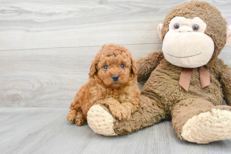 Meet Oliver - our Poodle Puppy Photo 1/3 - Puppy Love PR Little Poodle Baby