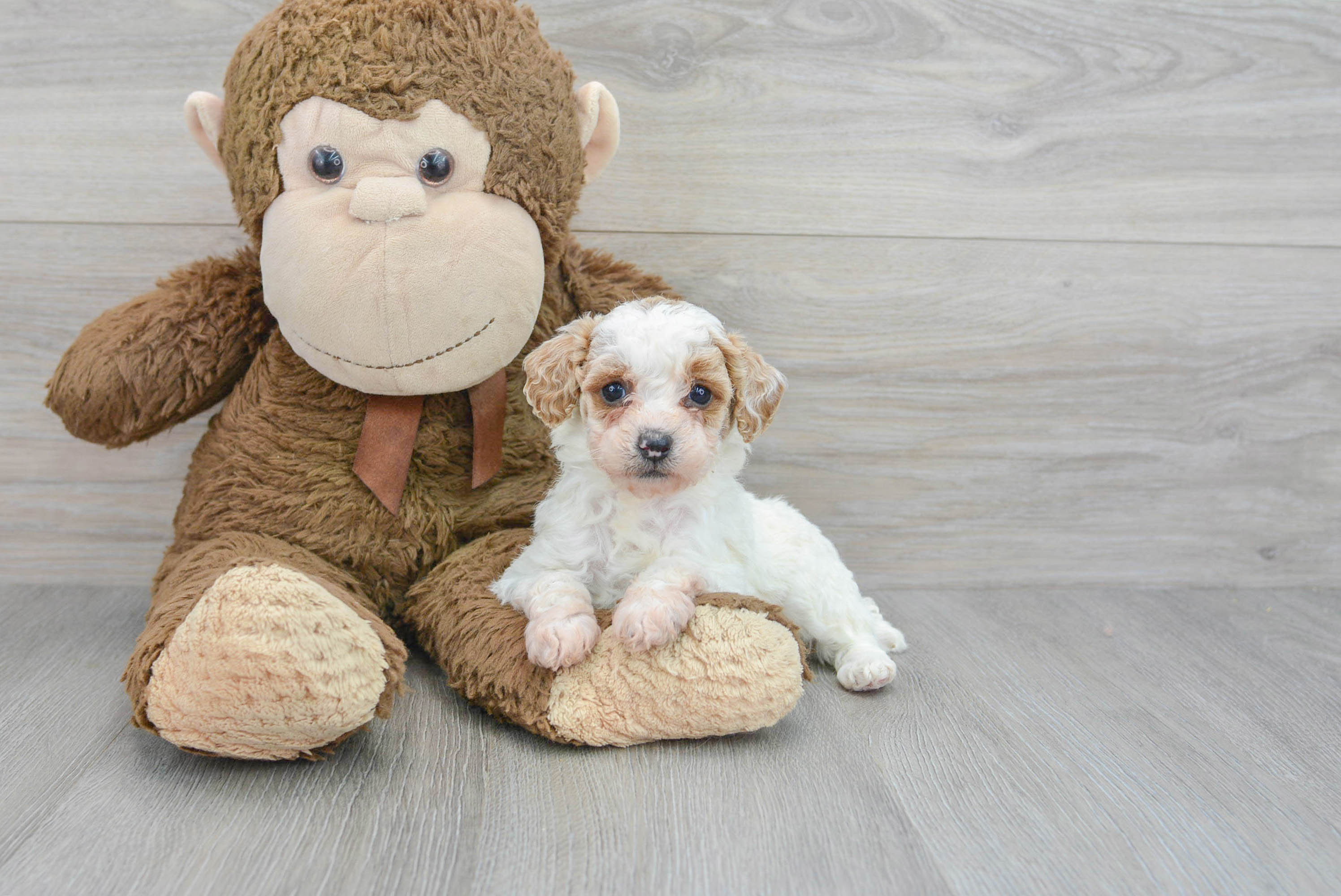Popular Poodle Purebred Pup