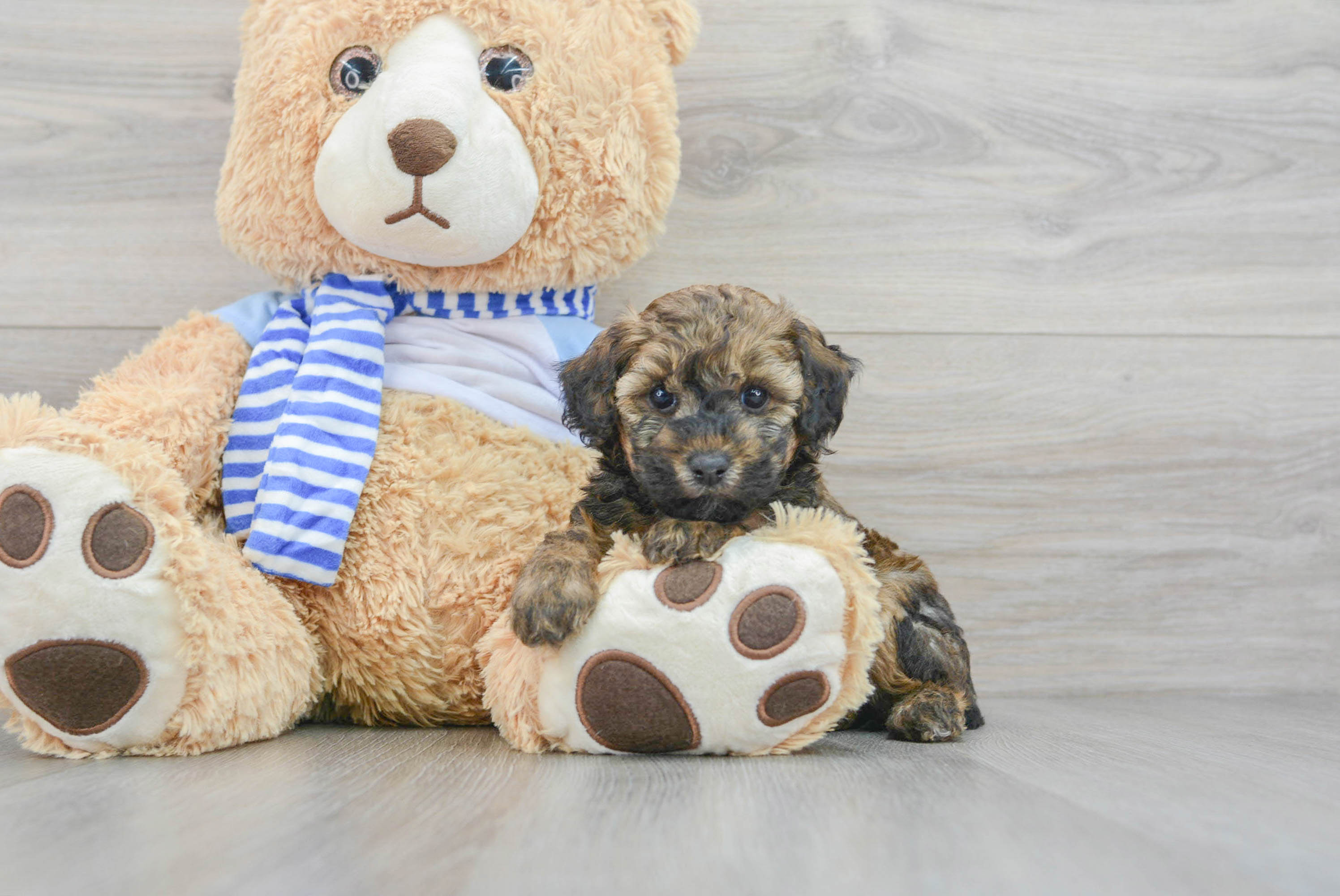 Hypoallergenic Poodle Baby