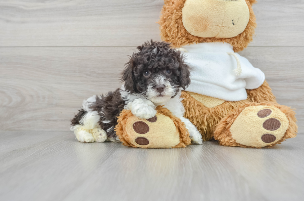 7 week old Poodle Puppy For Sale - Puppy Love PR