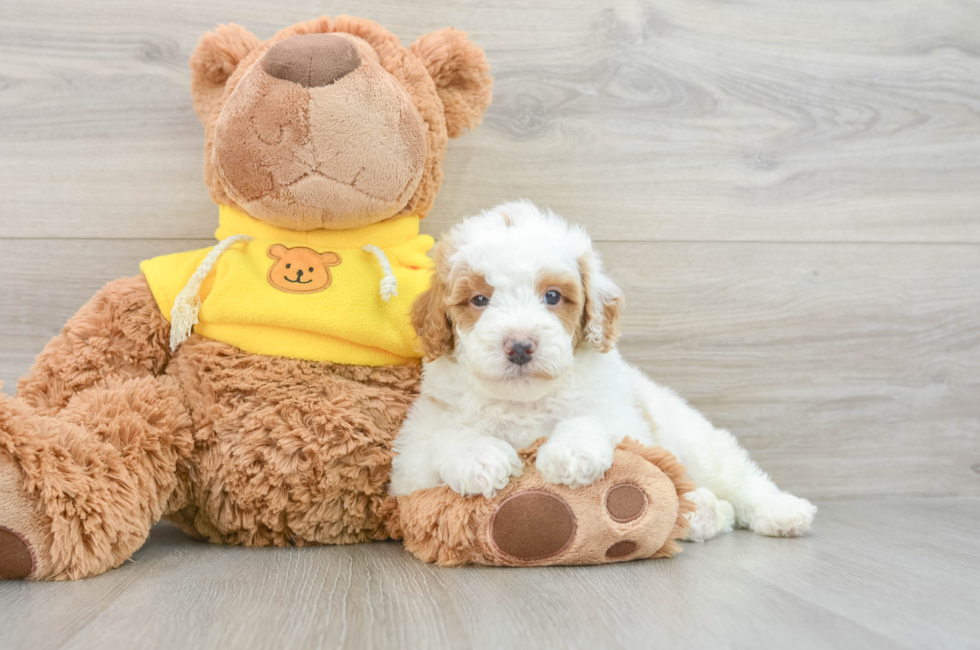 6 week old Poodle Puppy For Sale - Puppy Love PR