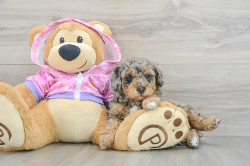 5 week old Poodle Puppy For Sale - Puppy Love PR