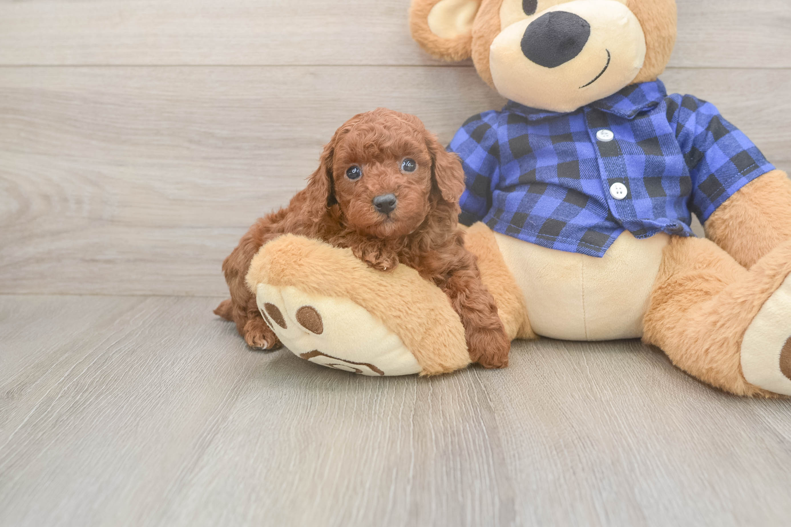Fluffy Caniche Purebred Puppy