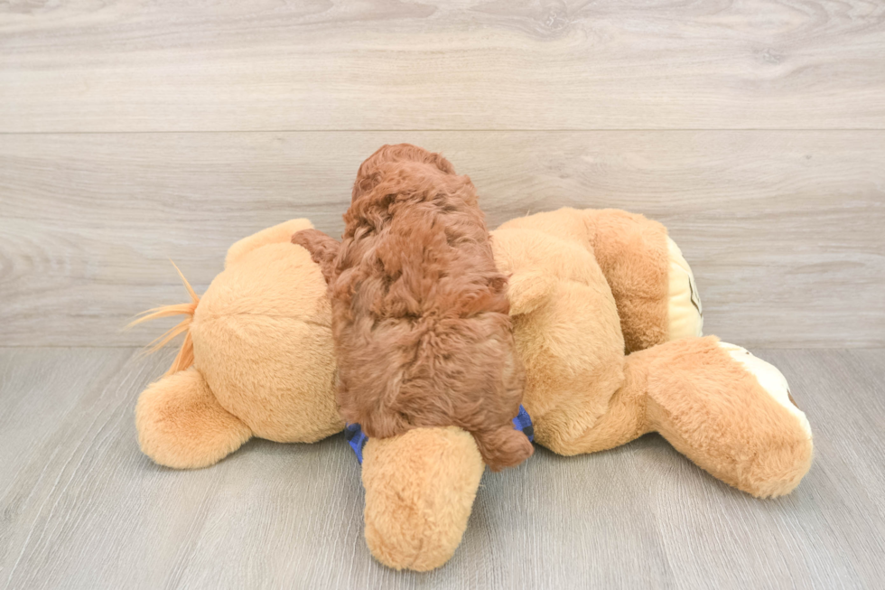 Hypoallergenic Poodle Baby