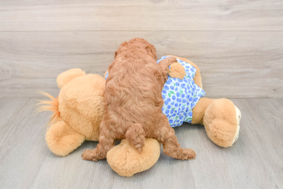 Akc Registered Poodle Baby