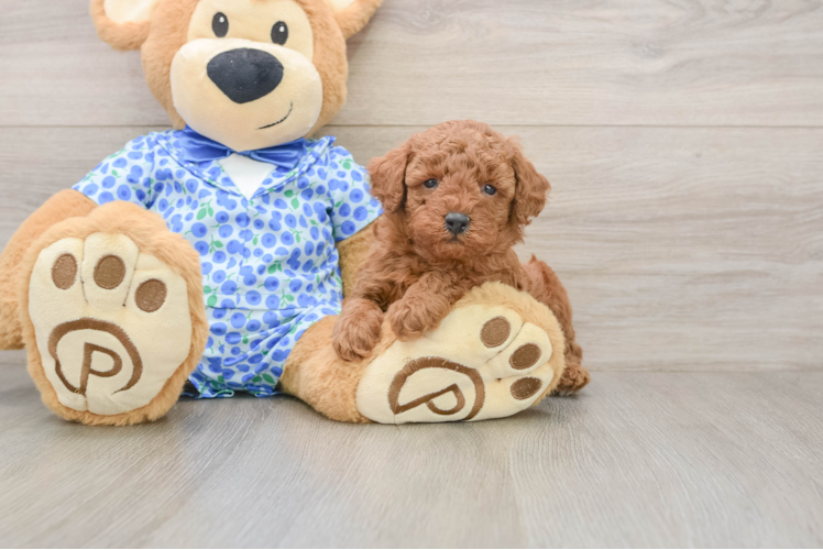 Adorable Pudle Purebred Puppy