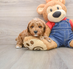 7 week old Poodle Puppy For Sale - Puppy Love PR