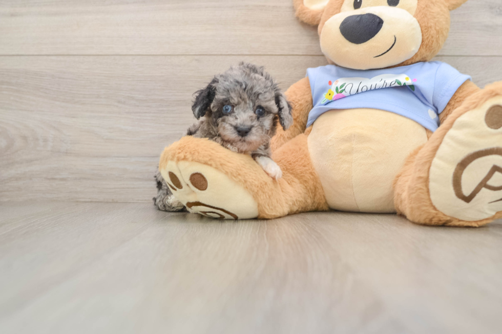 Poodle Pup Being Cute