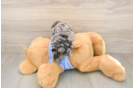 Poodle Pup Being Cute