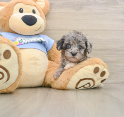 6 week old Poodle Puppy For Sale - Puppy Love PR