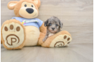 Best Poodle Baby