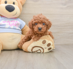 7 week old Poodle Puppy For Sale - Puppy Love PR