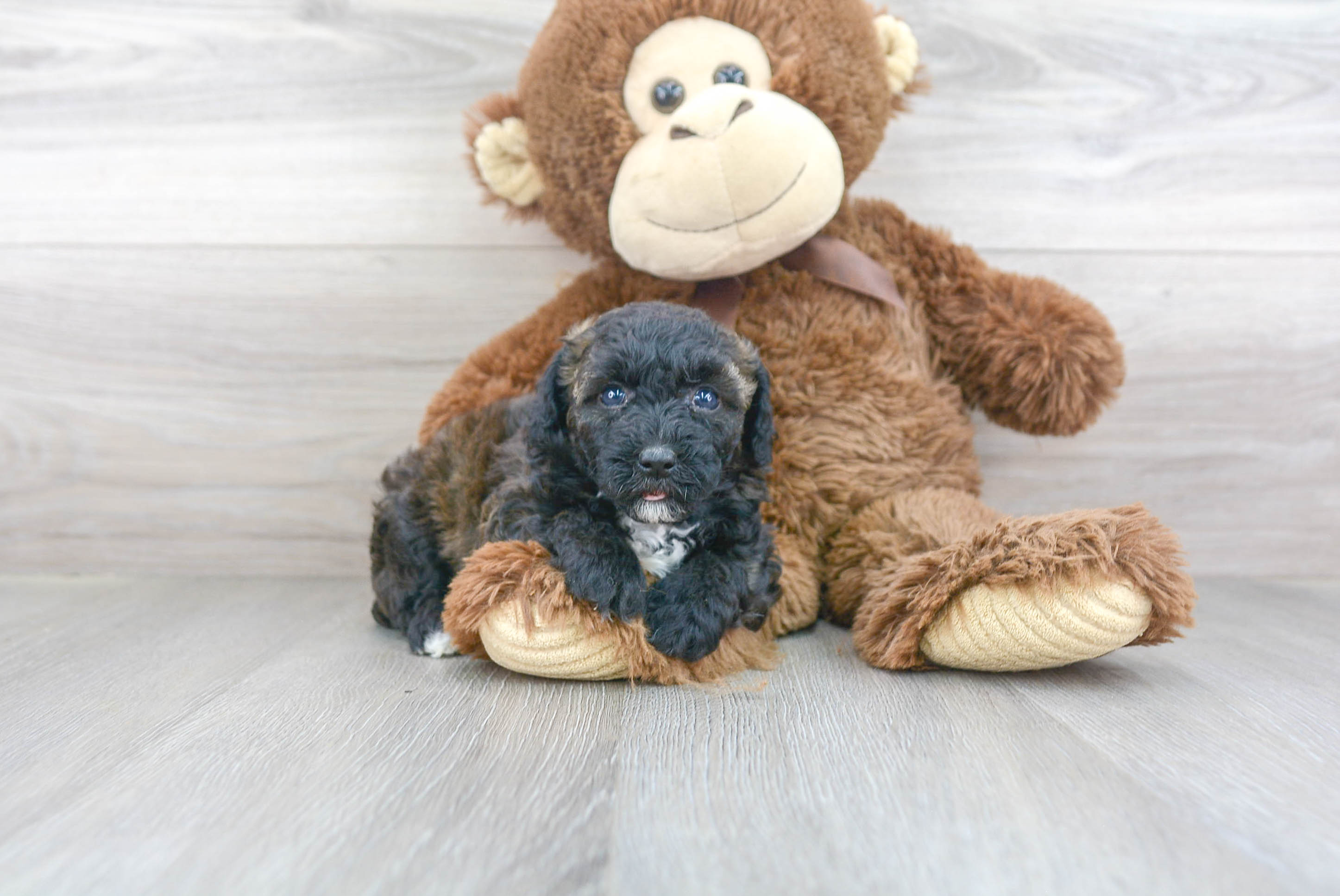 Poodle Puppy for Adoption