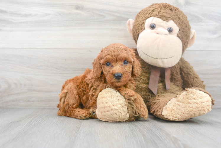 Meet Oliver - our Poodle Puppy Photo 1/3 - Puppy Love PR Poodle Puppy for Adoption