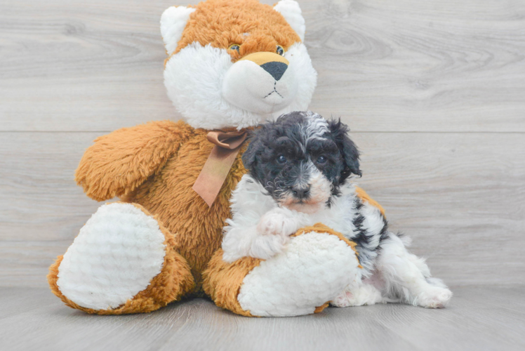 Meet Oliver - our Poodle Puppy Photo 1/3 - Puppy Love PR Small Poodle Purebred Pup