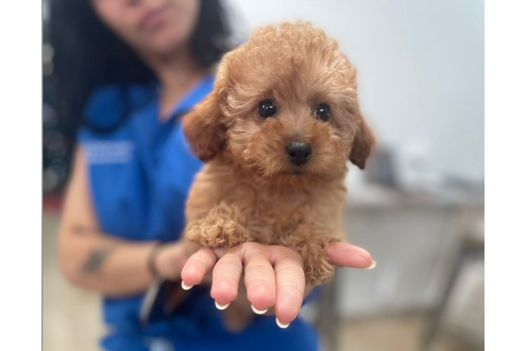 Cute Poodle Purebred Pup