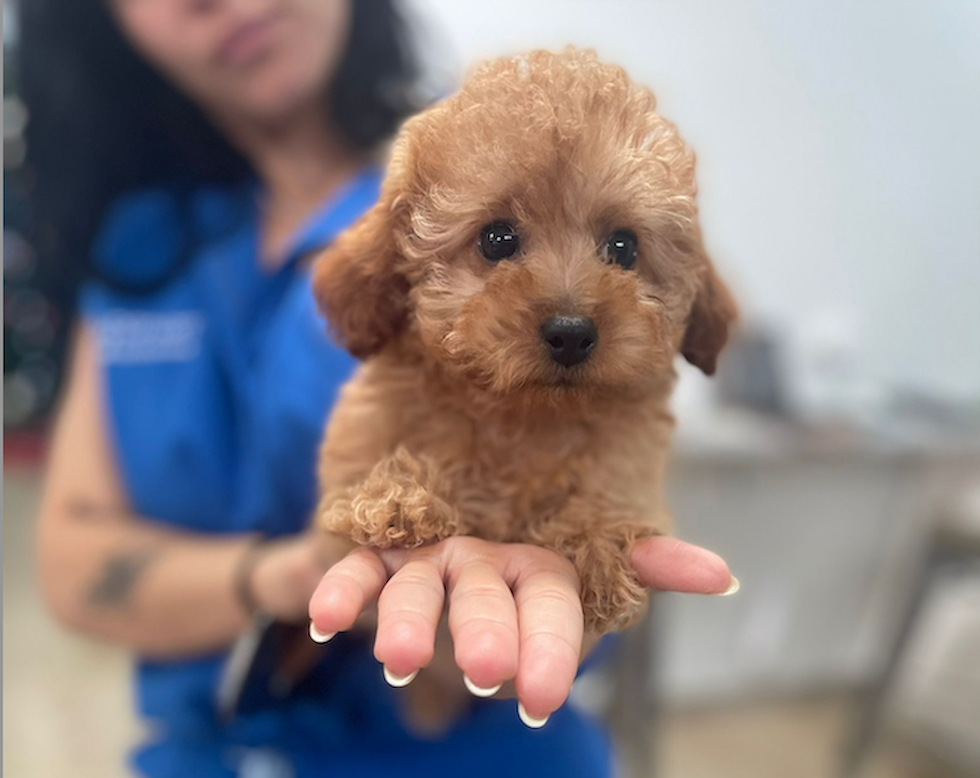 Cute Poodle Purebred Pup
