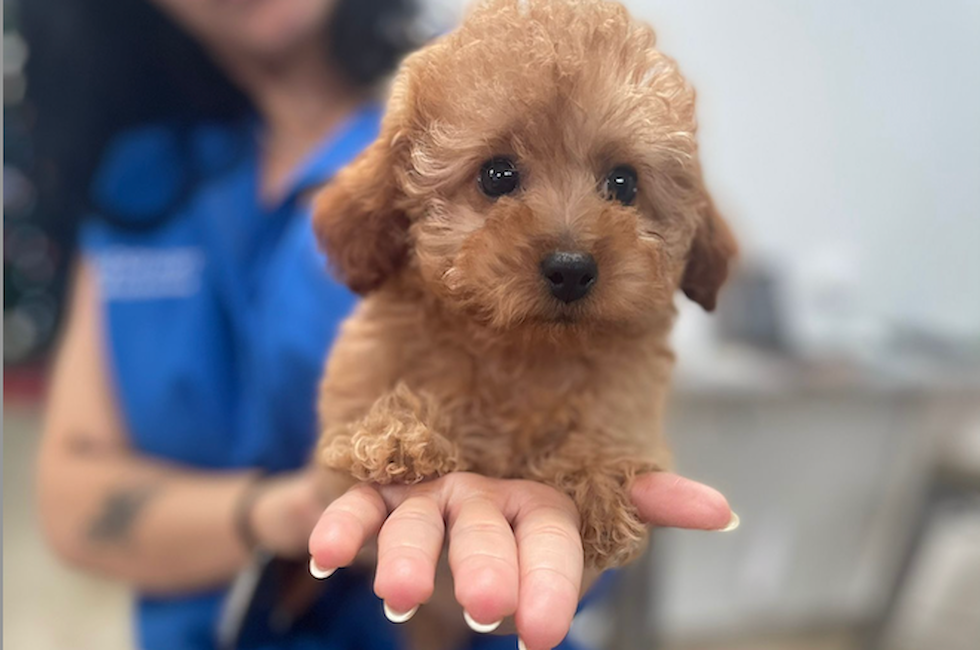 11 week old Poodle Puppy For Sale - Puppy Love PR