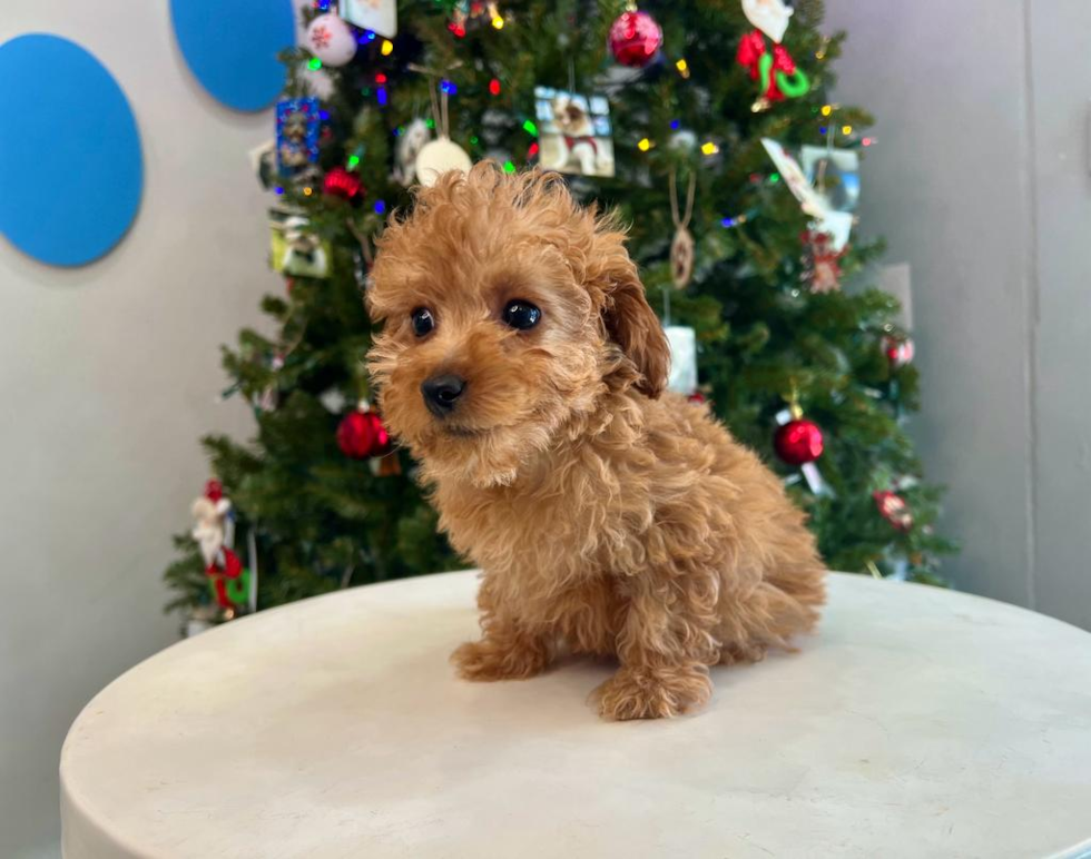 Poodle Puppy for Adoption