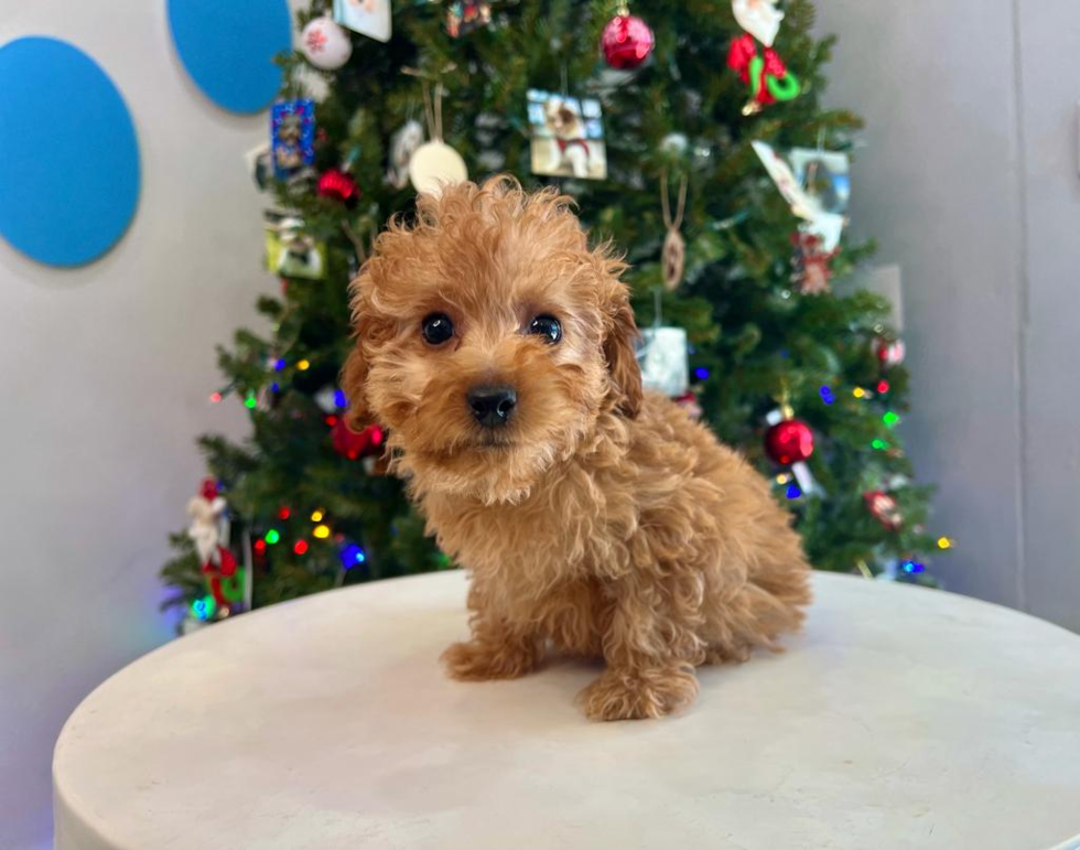 Poodle Puppy for Adoption