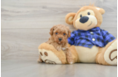 Poodle Puppy for Adoption