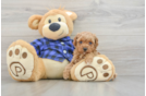 Energetic Pudel Purebred Puppy