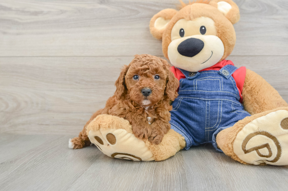 6 week old Poodle Puppy For Sale - Puppy Love PR