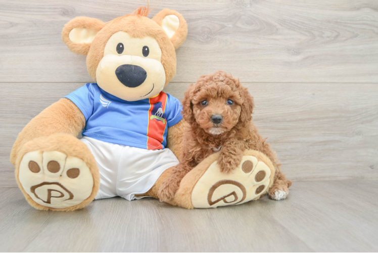 Friendly Poodle Baby