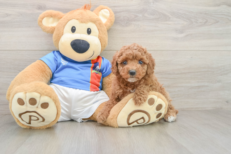 Friendly Poodle Baby