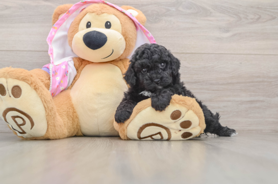 Poodle Pup Being Cute