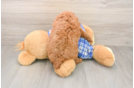 Playful Poodle Baby