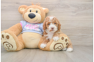 Akc Registered Poodle Purebred Pup
