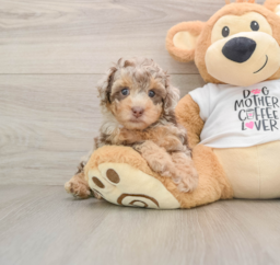 9 week old Poodle Puppy For Sale - Puppy Love PR