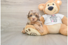 Poodle Pup Being Cute