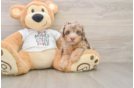 Cute Pooodle Purebred Puppy