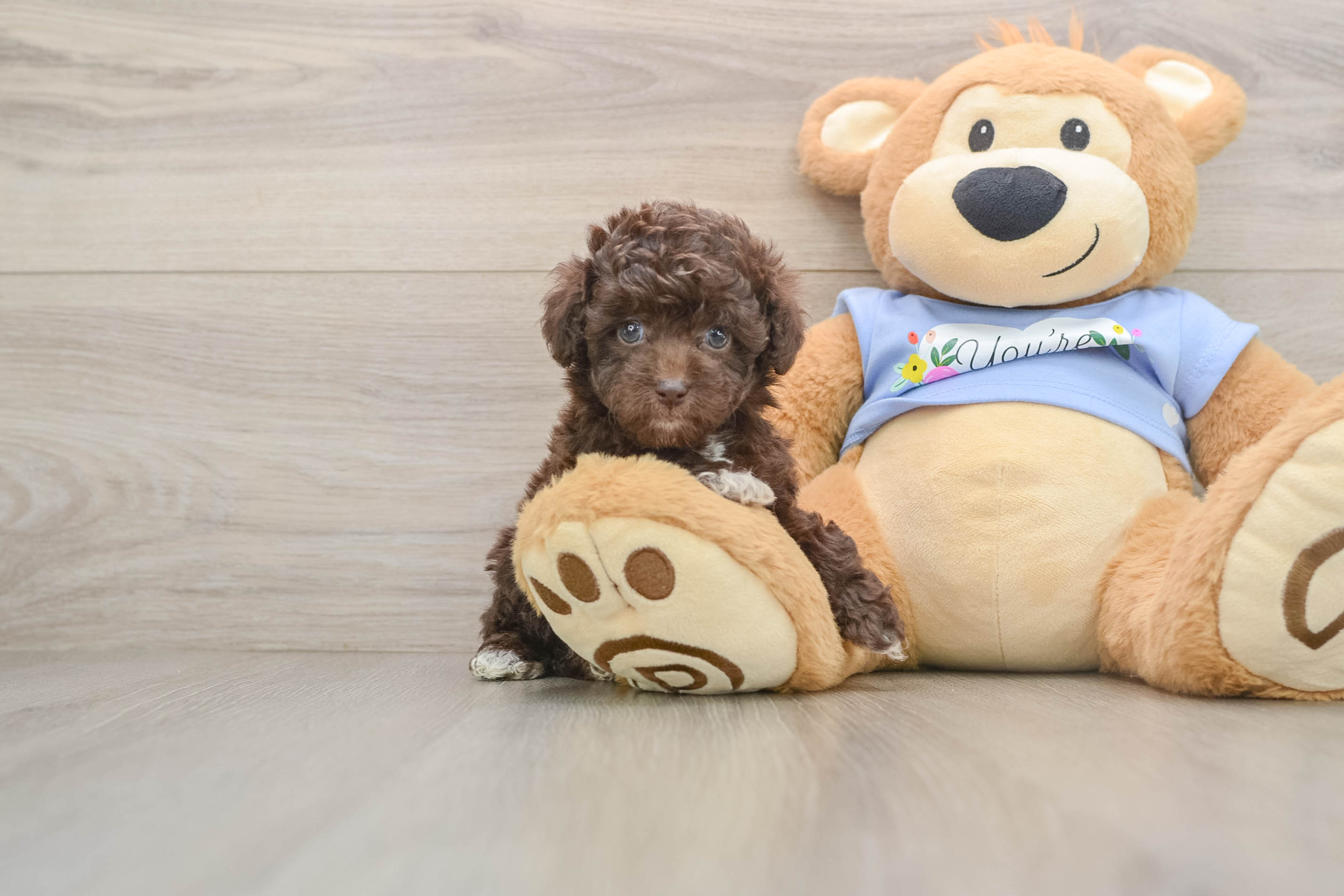 Popular Poodle Baby