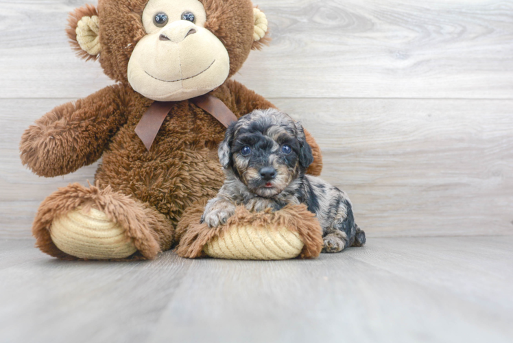 Meet Olivia - our Poodle Puppy Photo 1/2 - Puppy Love PR Best Poodle Baby