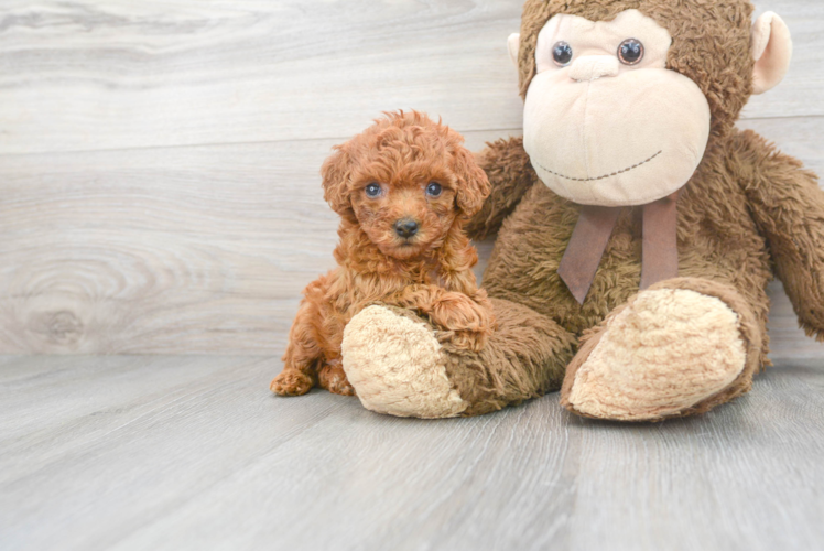 Cute Poodle Purebred Pup