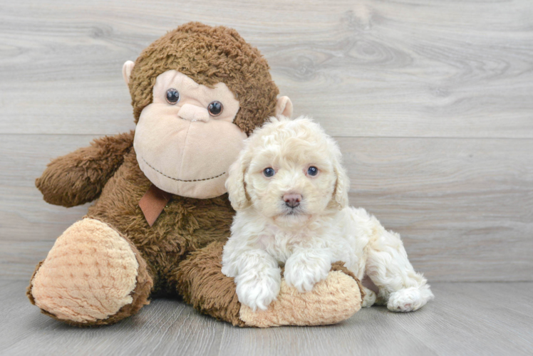 Meet Olivia - our Poodle Puppy Photo 1/3 - Puppy Love PR Sweet Pudle Purebred Puppy