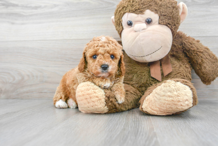 Meet Olivia - our Poodle Puppy Photo 1/3 - Puppy Love PR Best Poodle Baby