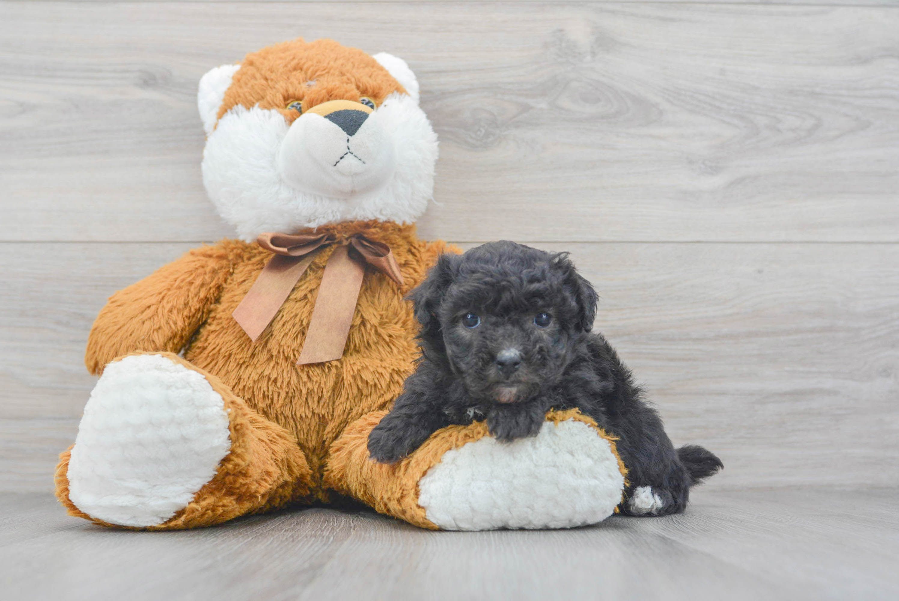Sweet Pudle Purebred Puppy