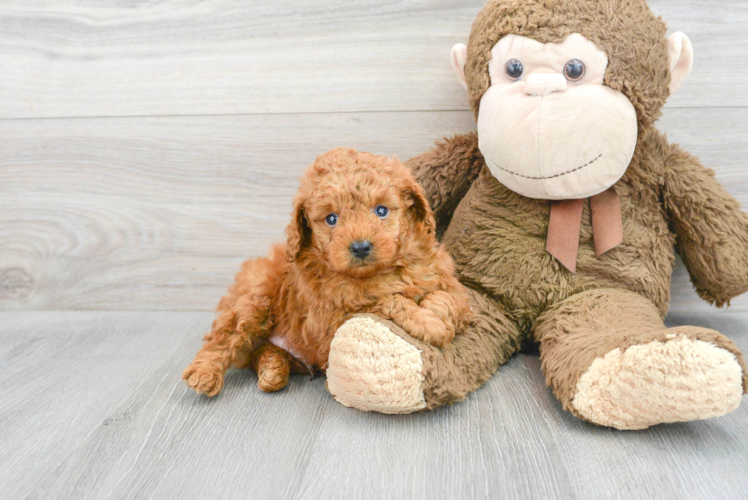 Meet Olly - our Poodle Puppy Photo 1/3 - Puppy Love PR Poodle Puppy for Adoption