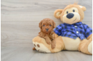 Poodle Puppy for Adoption